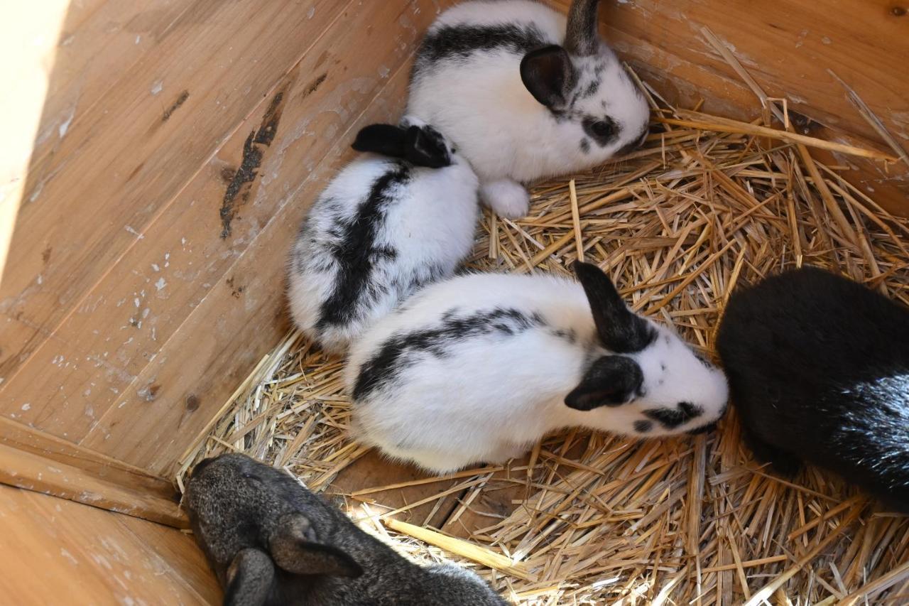 Quinta Ecologica Da Peneda Agroturismo By Peneda Ecofarm Arcos de Valdevez Eksteriør billede
