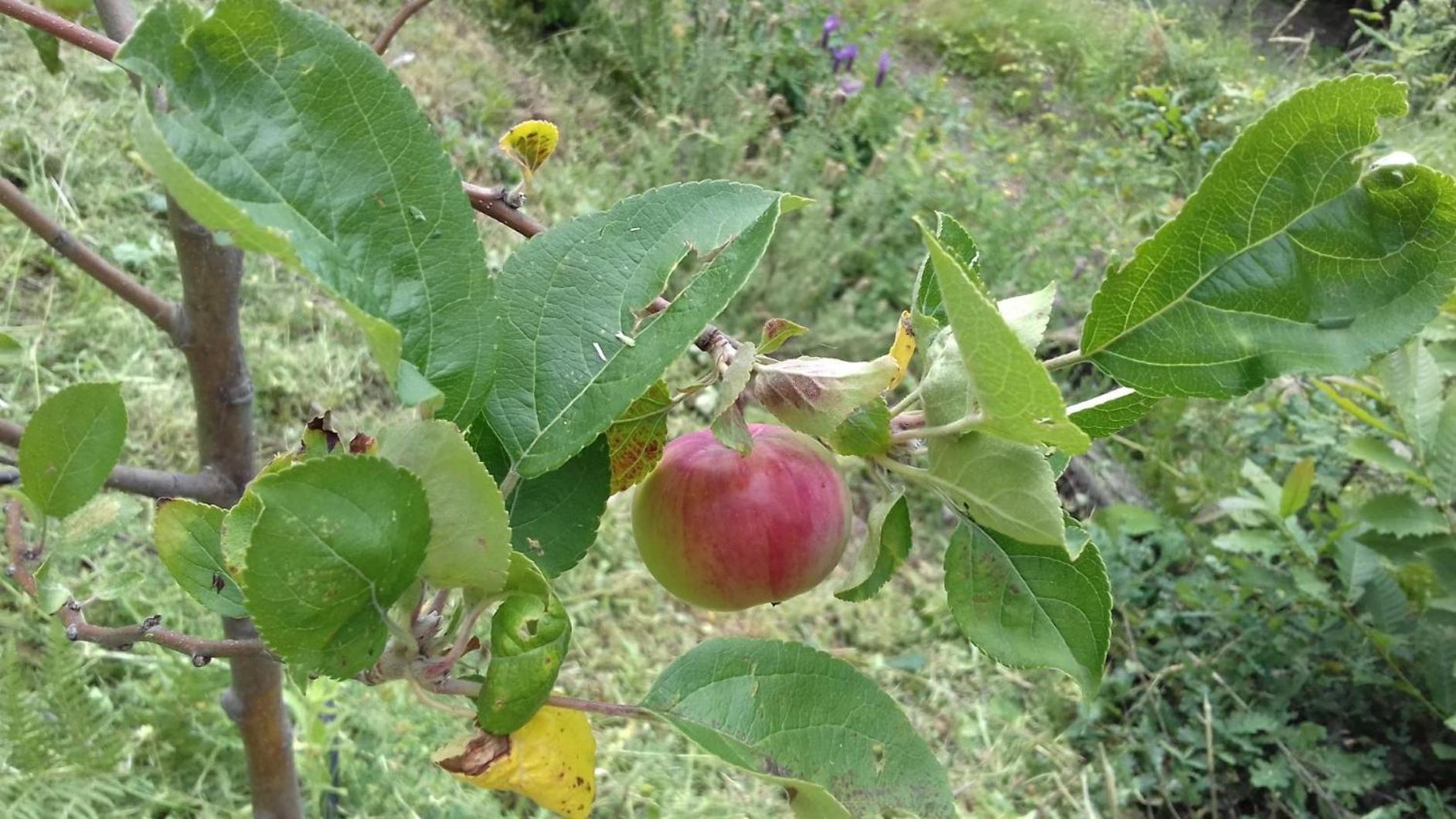 Quinta Ecologica Da Peneda Agroturismo By Peneda Ecofarm Arcos de Valdevez Eksteriør billede